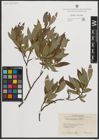 Foto von Salix phylicifolia L.